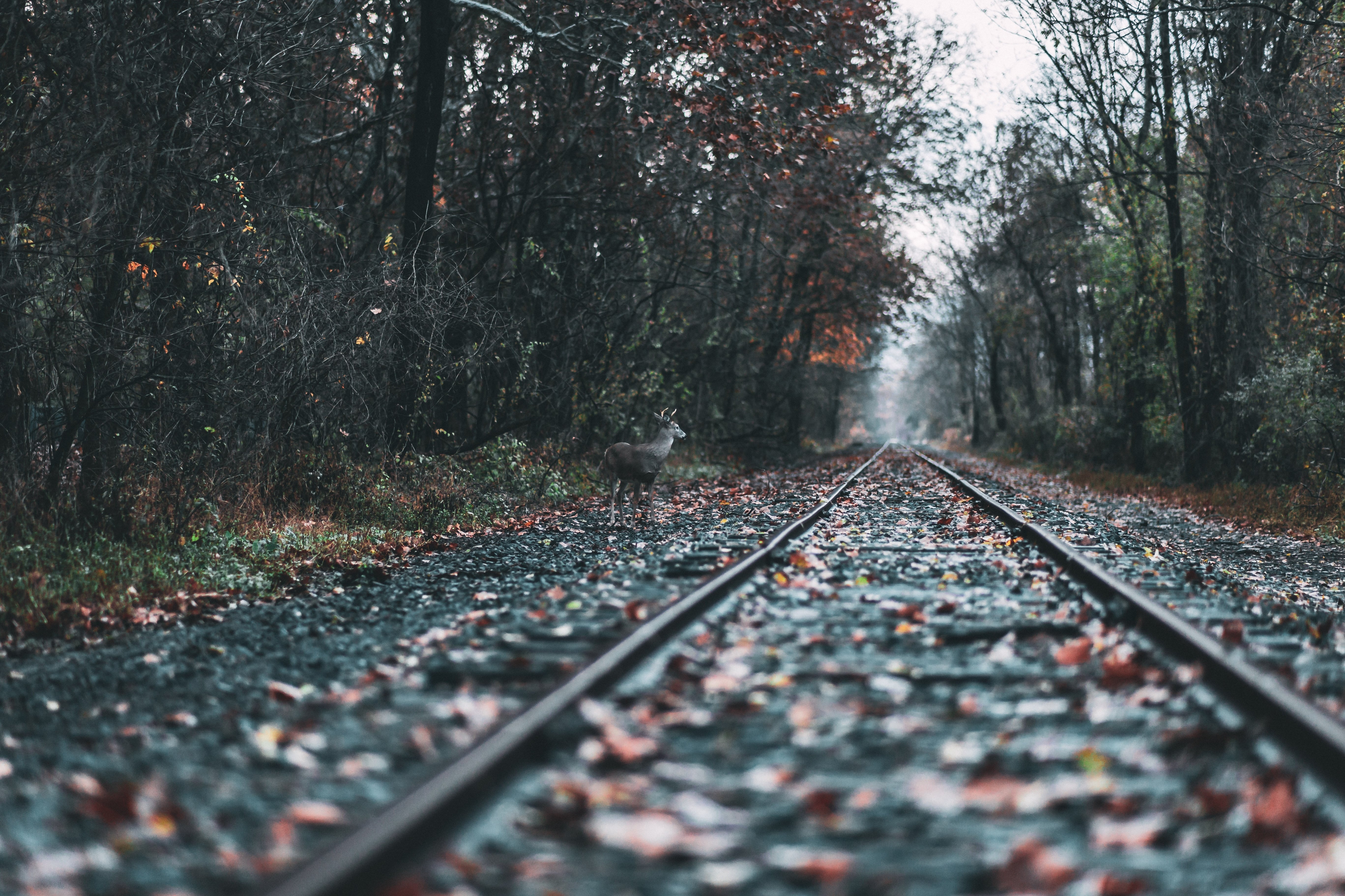 muddy autumnal train track