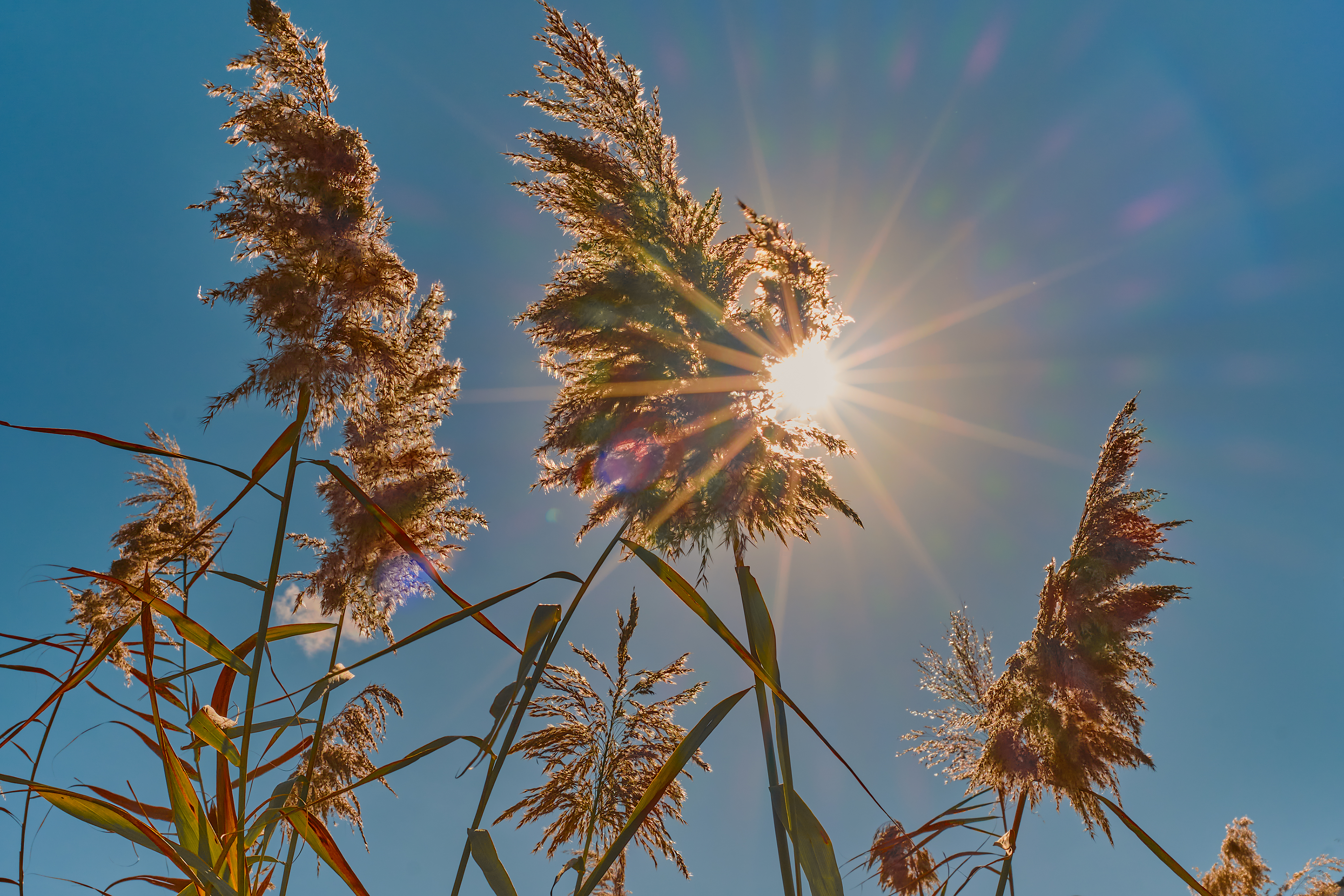 Reeds on bright sunny day in a yellow reed field the sun shines through the reeds into the frame shining rays of light